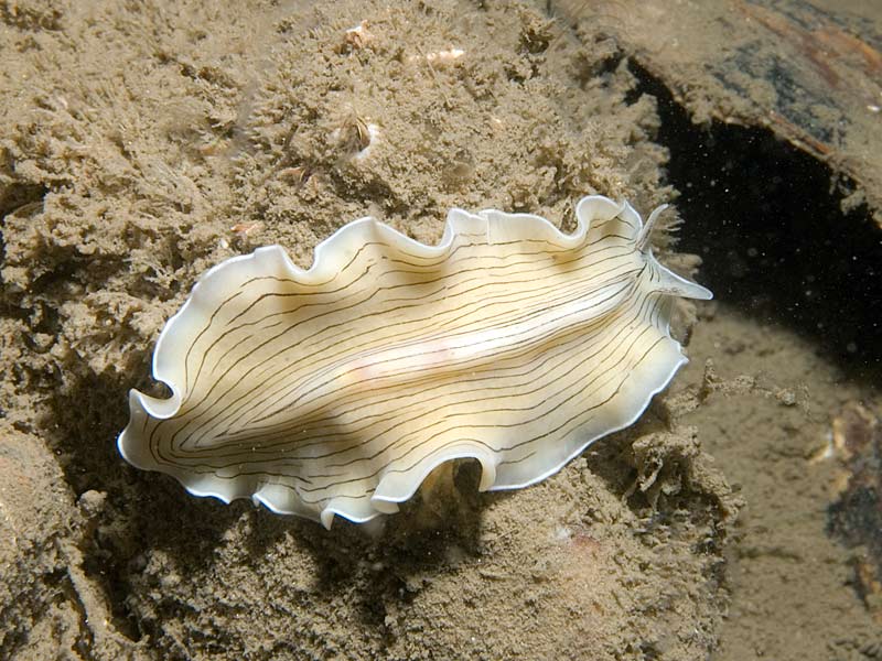 Prostheceraeus vittatus